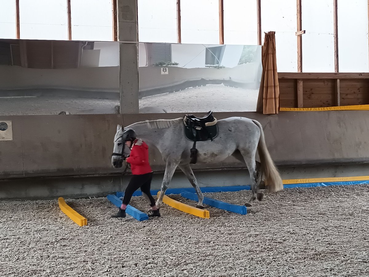 Reitbeteiligung (RsP) 20km um Wiesloch gesucht