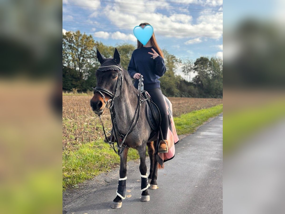 Reitbeteiligung RsP  NRW 