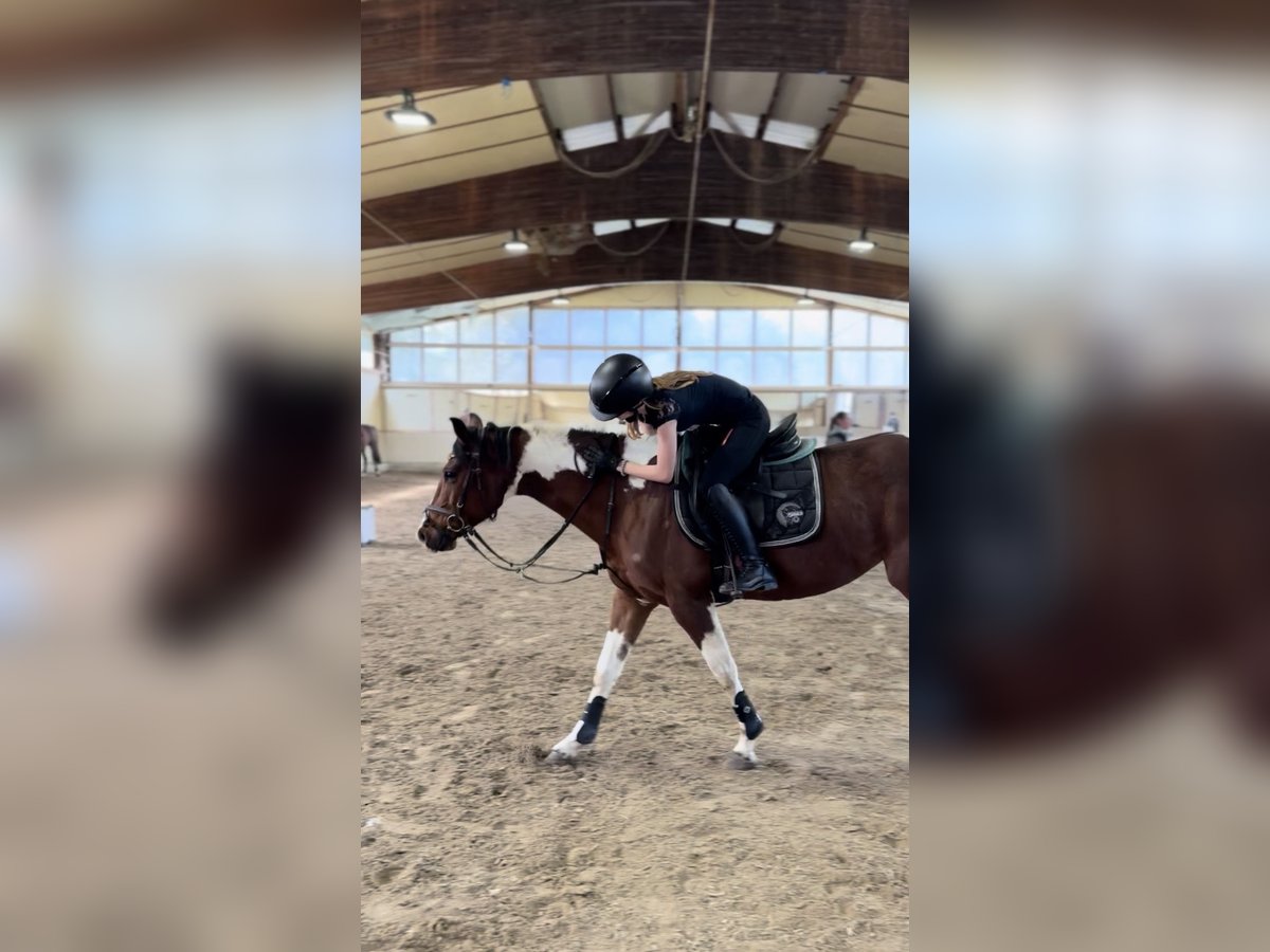 Reitbeteiligung (RSP) Reitbeteiligung (RSP)