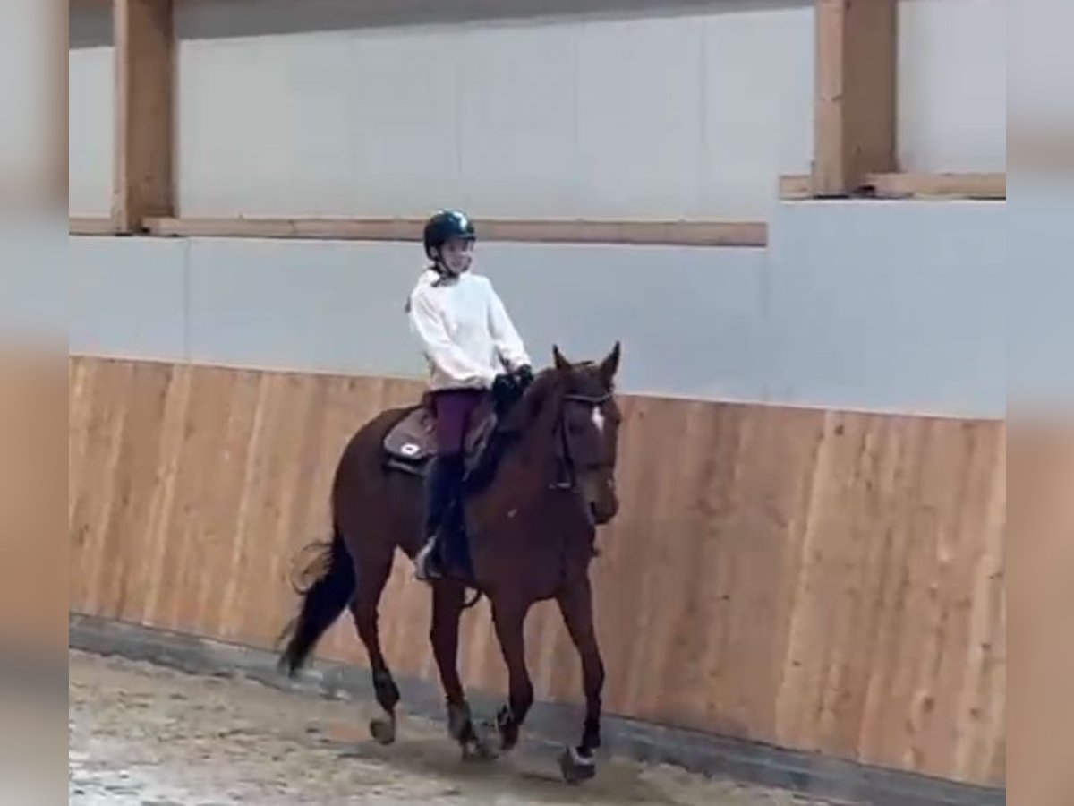 Reitbeteiligung Reitbeteiligung