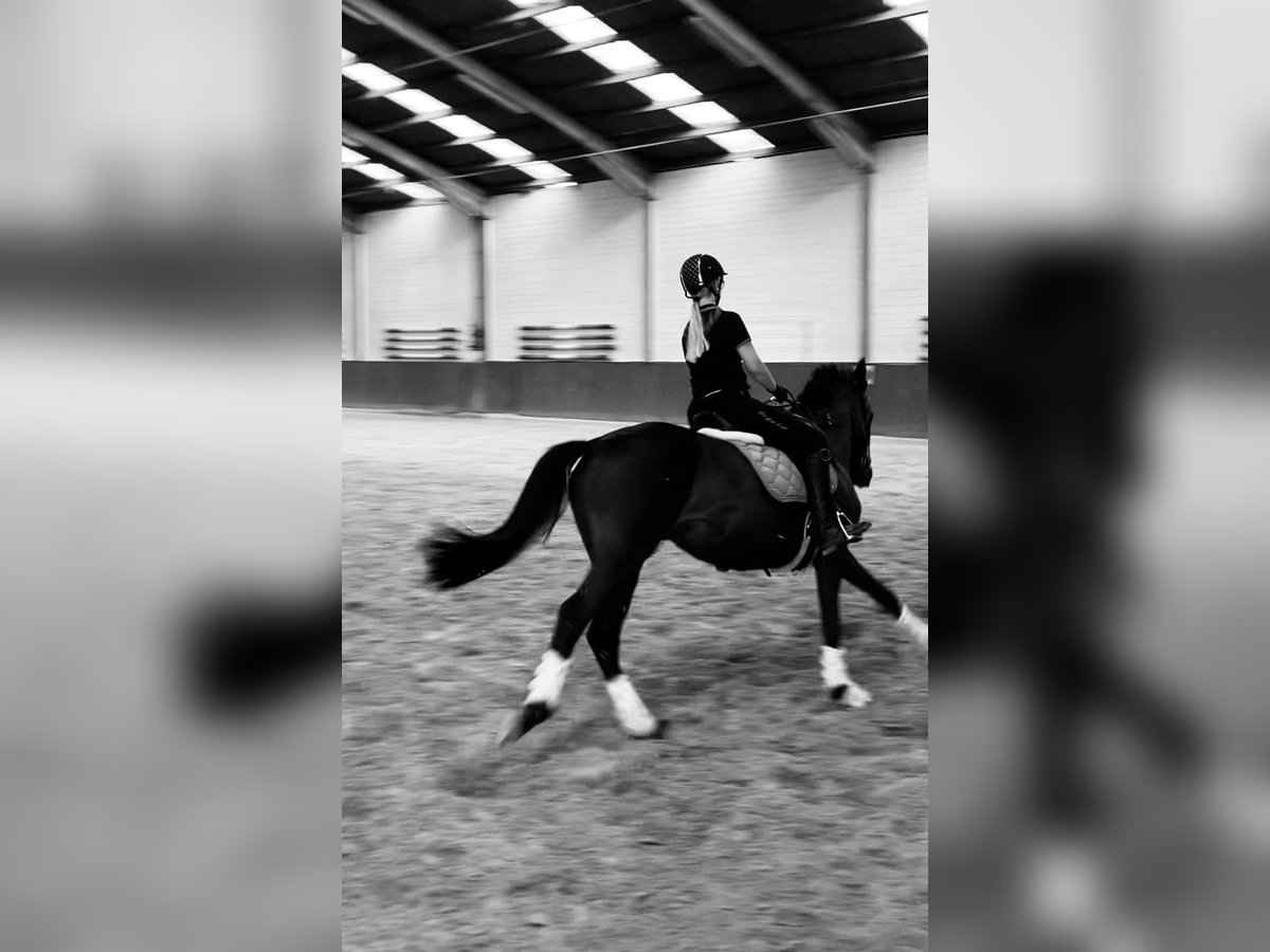 Reitbeteiligung 
