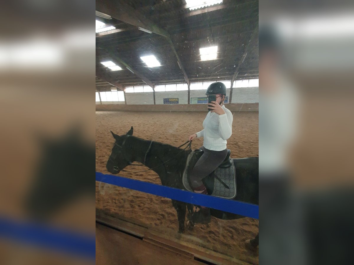 Reitbeteiligung Reitbeteiligung
