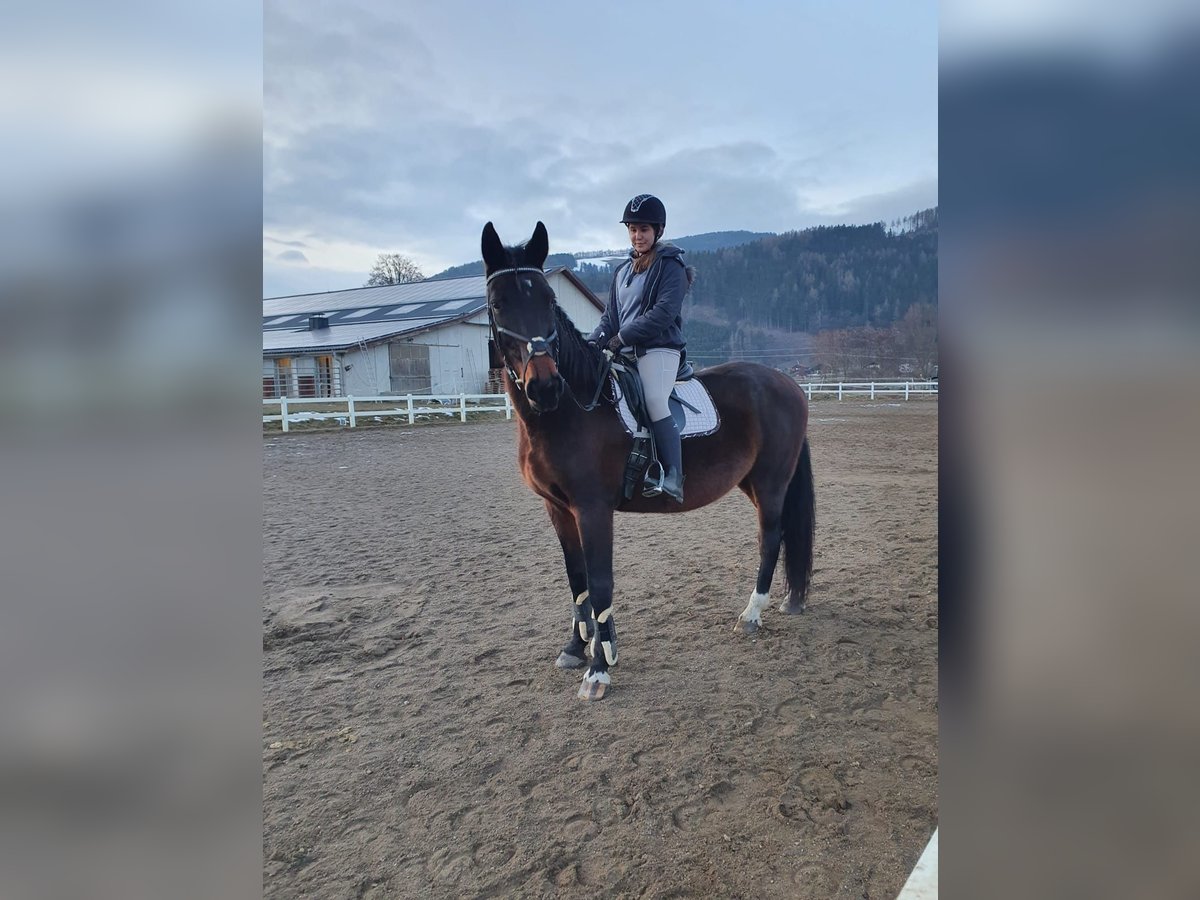 Reitbeteiligungen gesucht