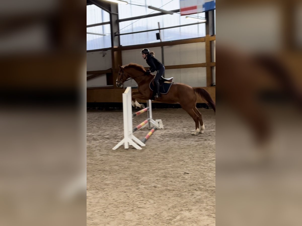 Reitbeteiligung(RsP) Reitbeteiligung(RsP)