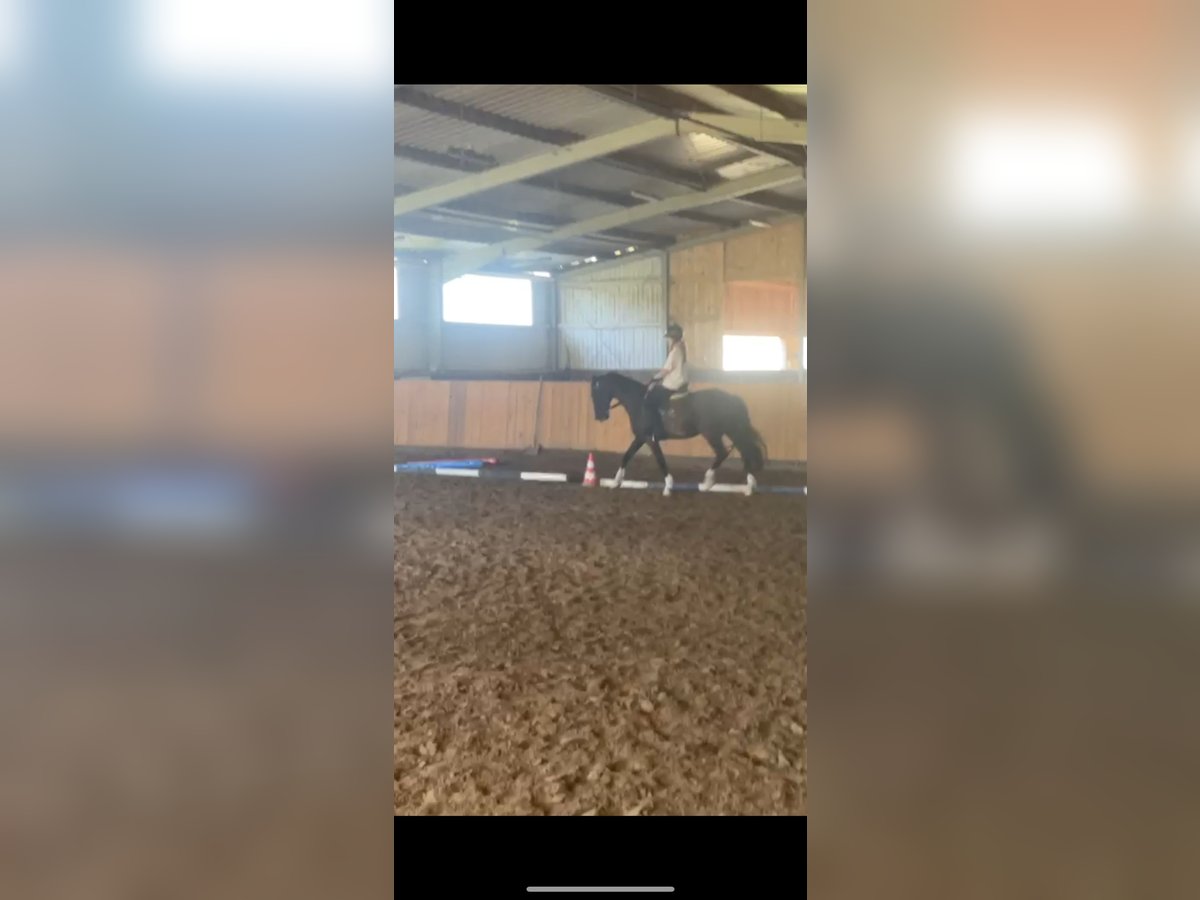 Reitbetelligung gesucht