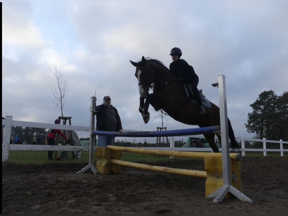 reiter (14 jahre) sucht pferd