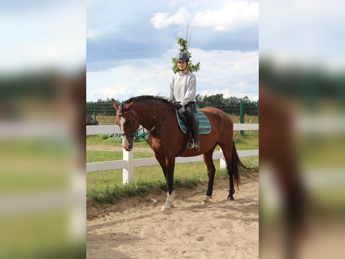 Reiter (15 Jahre) sucht Reitbeteiligung 