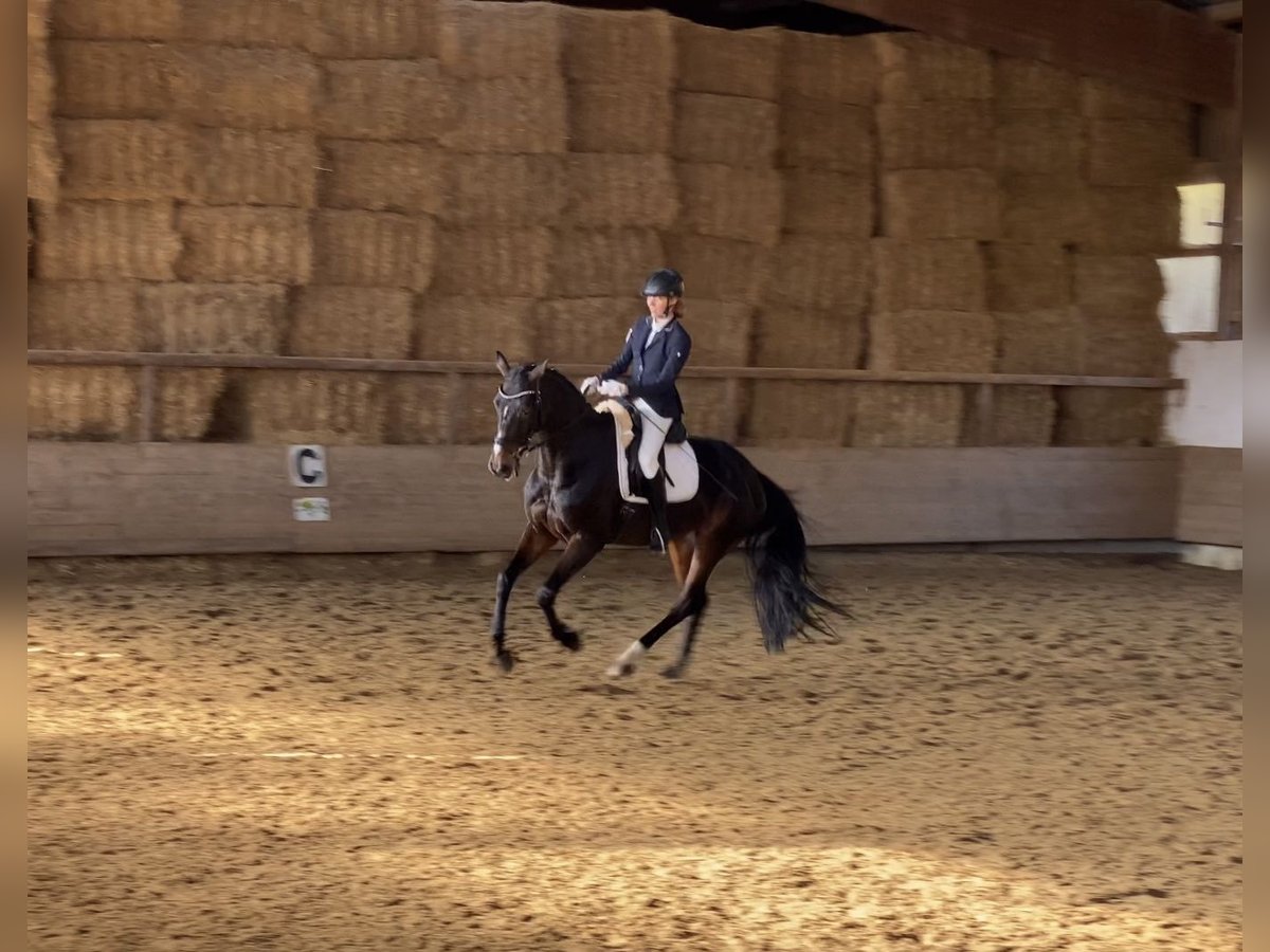 Reiter (A/L Niveau) sucht Reitbeteiligung in der Nähe von Reutlingen 