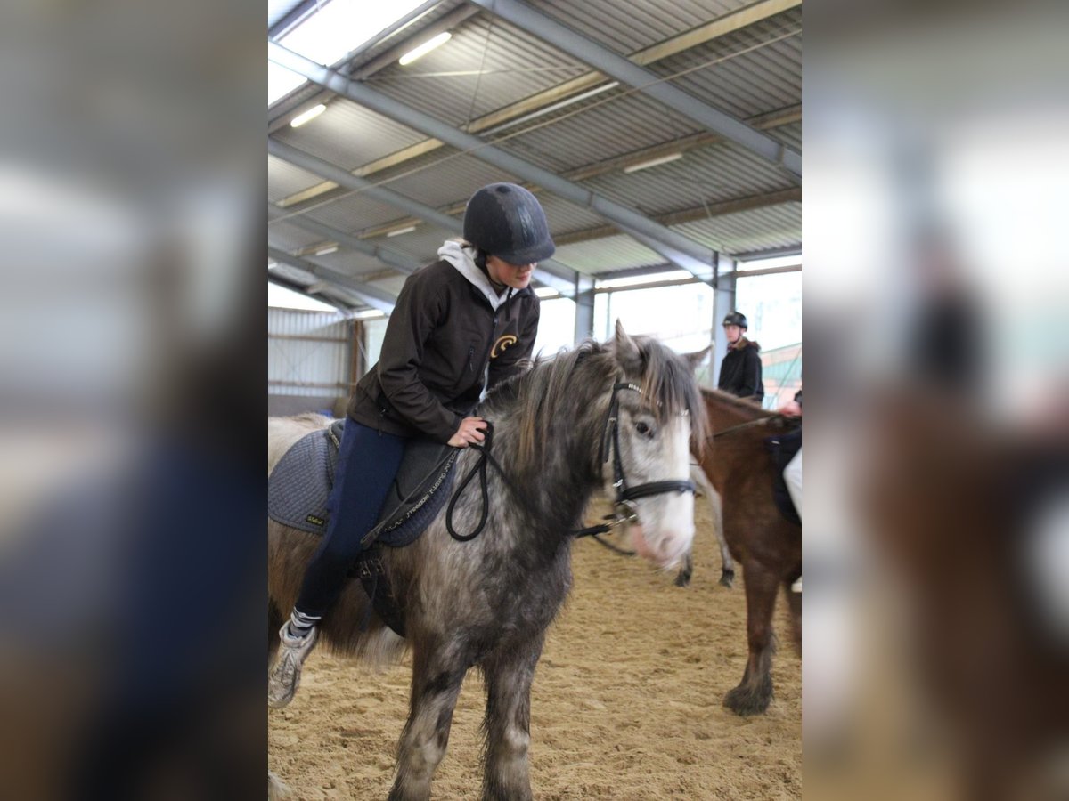 Reiter sucht Pferd