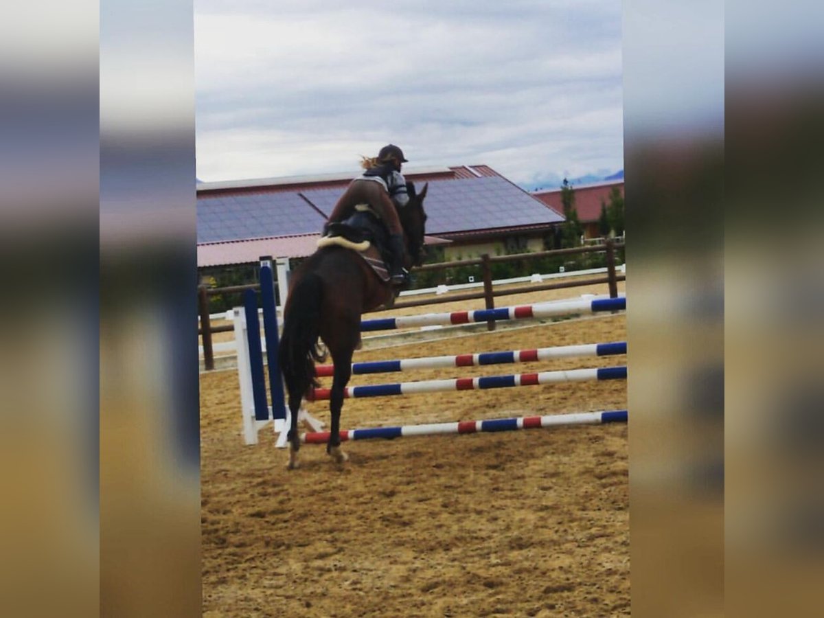 Reiter sucht Pferd