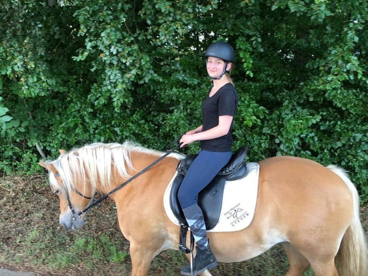 Reiter sucht Pferd