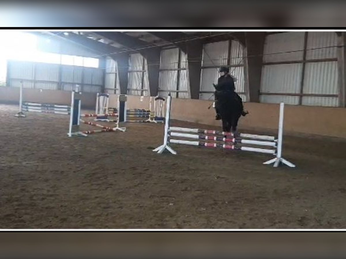 Reiter sucht Pferd