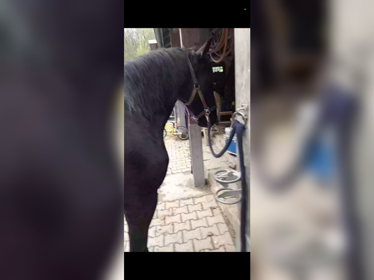 Reiterin sucht in bochum oder Umgebung reine reitbeteiligung