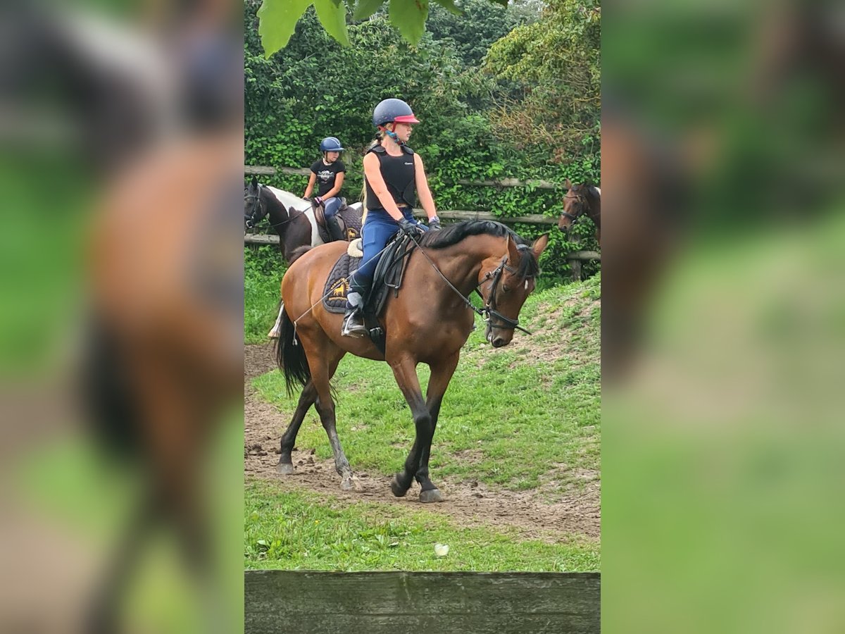 Reiterin sucht pferd Reiterin sucht pferd