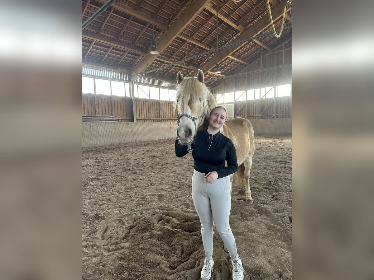 Reiterin sucht Pferd