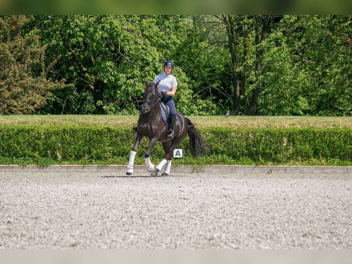 Reiterin sucht Pferd 