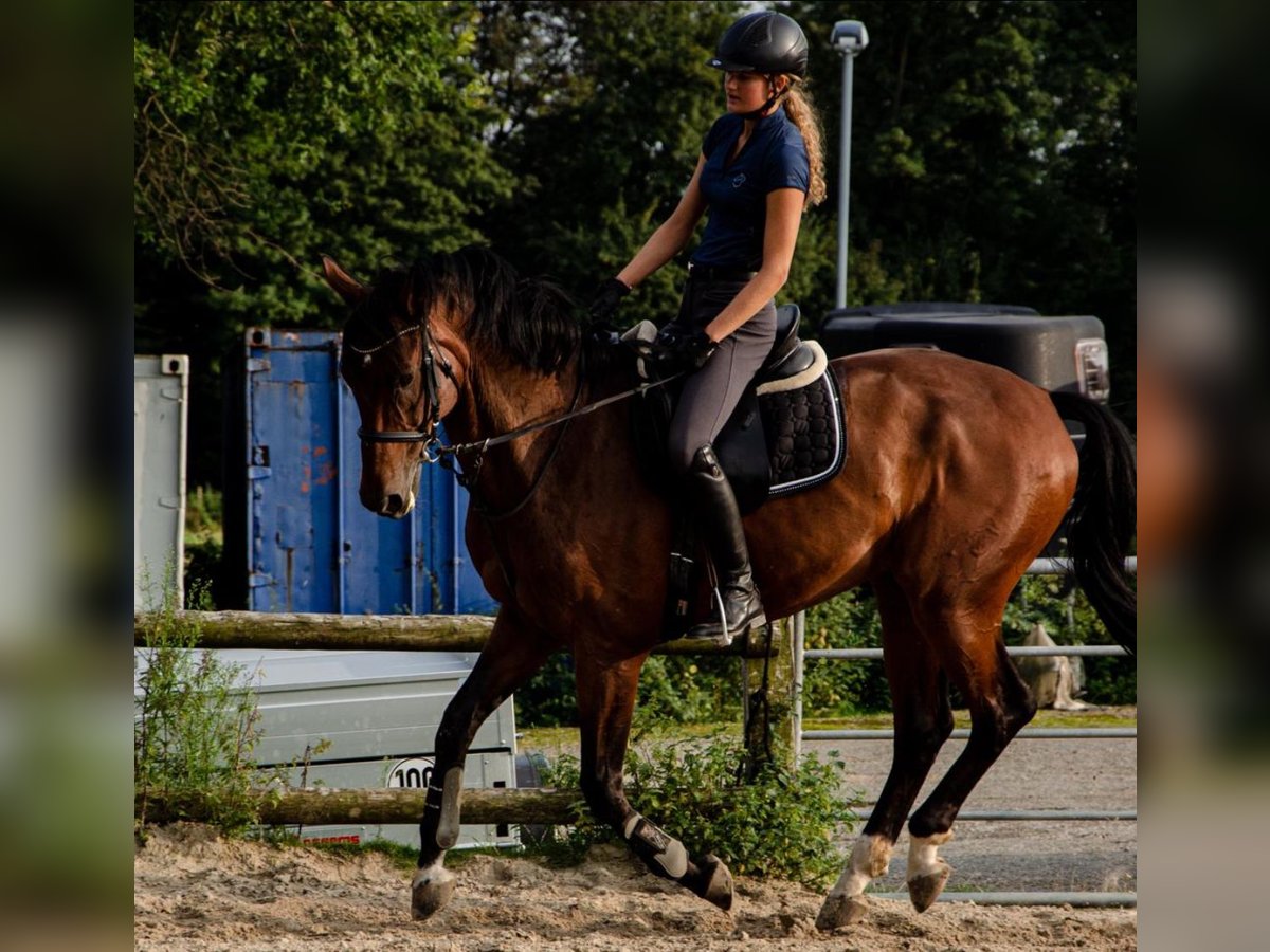 Reiterin sucht Pferd 