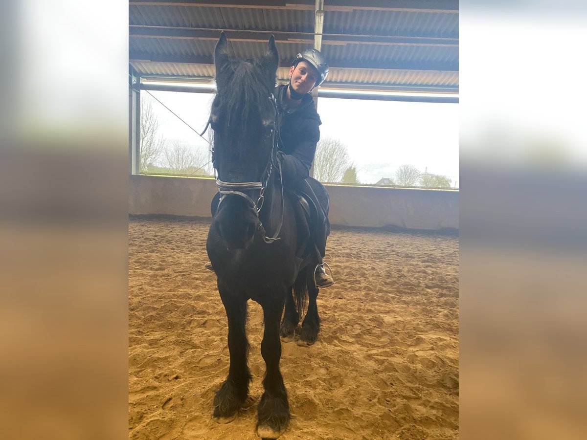 Reiterin sucht Pferd Reiterin sucht Pferd