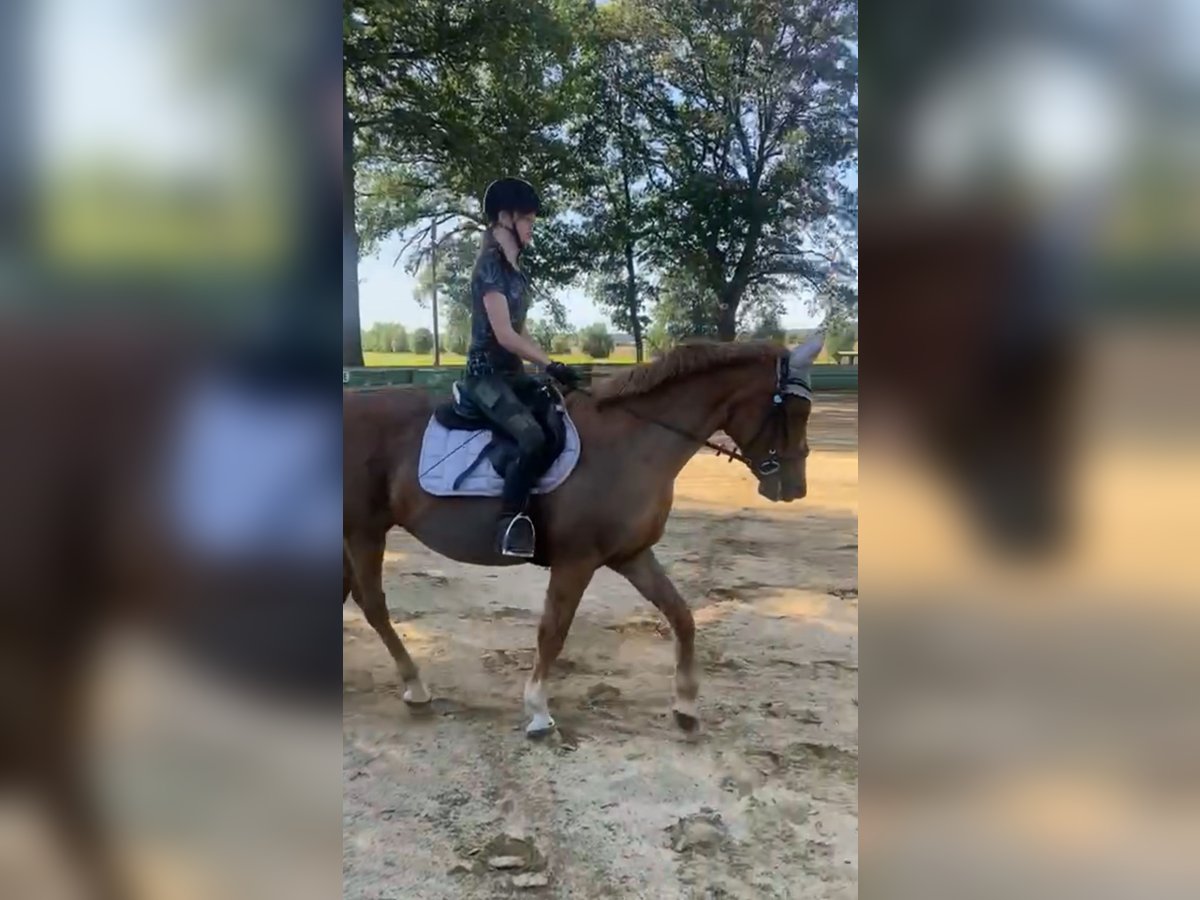 Reiterin sucht Reitbeteiligung in 04779 Wermsdorf (+5–10 km)