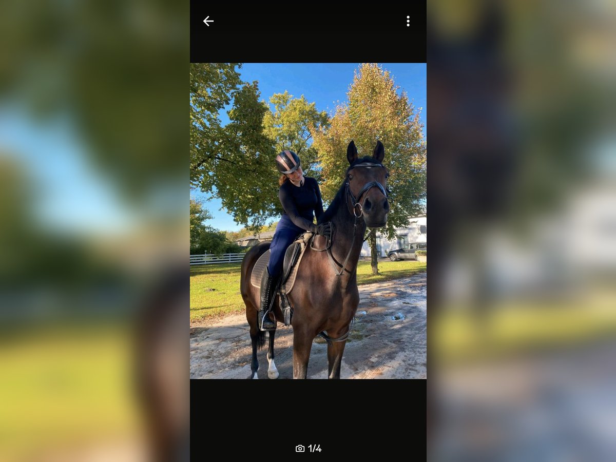 Reiterin sucht Reitbeteiligung 