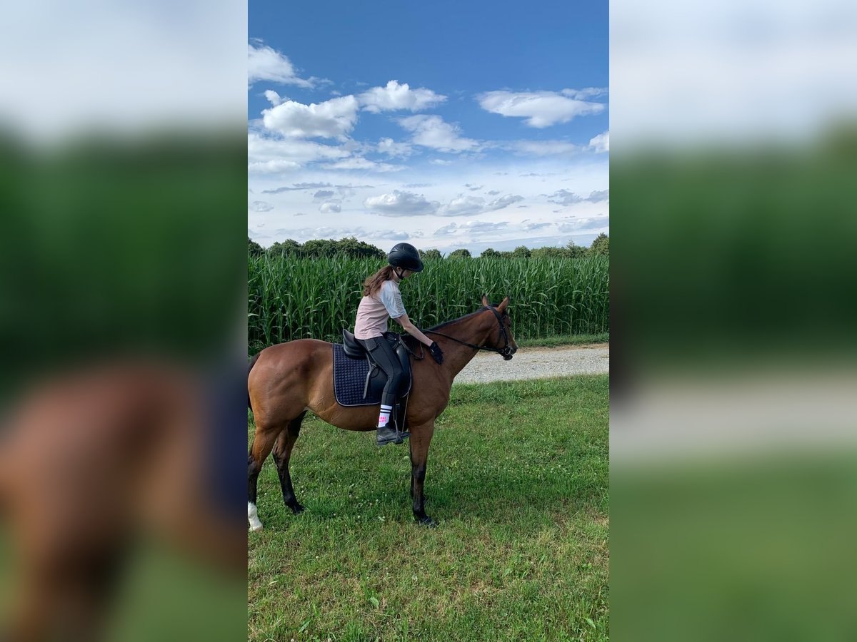 Reiterin sucht Reitbeteiligung