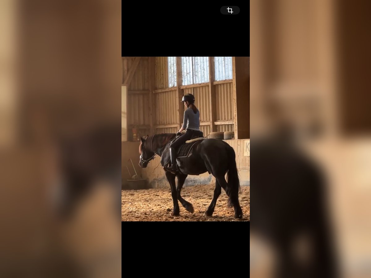 Reiterin sucht Reitbeteiligung  Reiterin sucht Reitbeteiligung