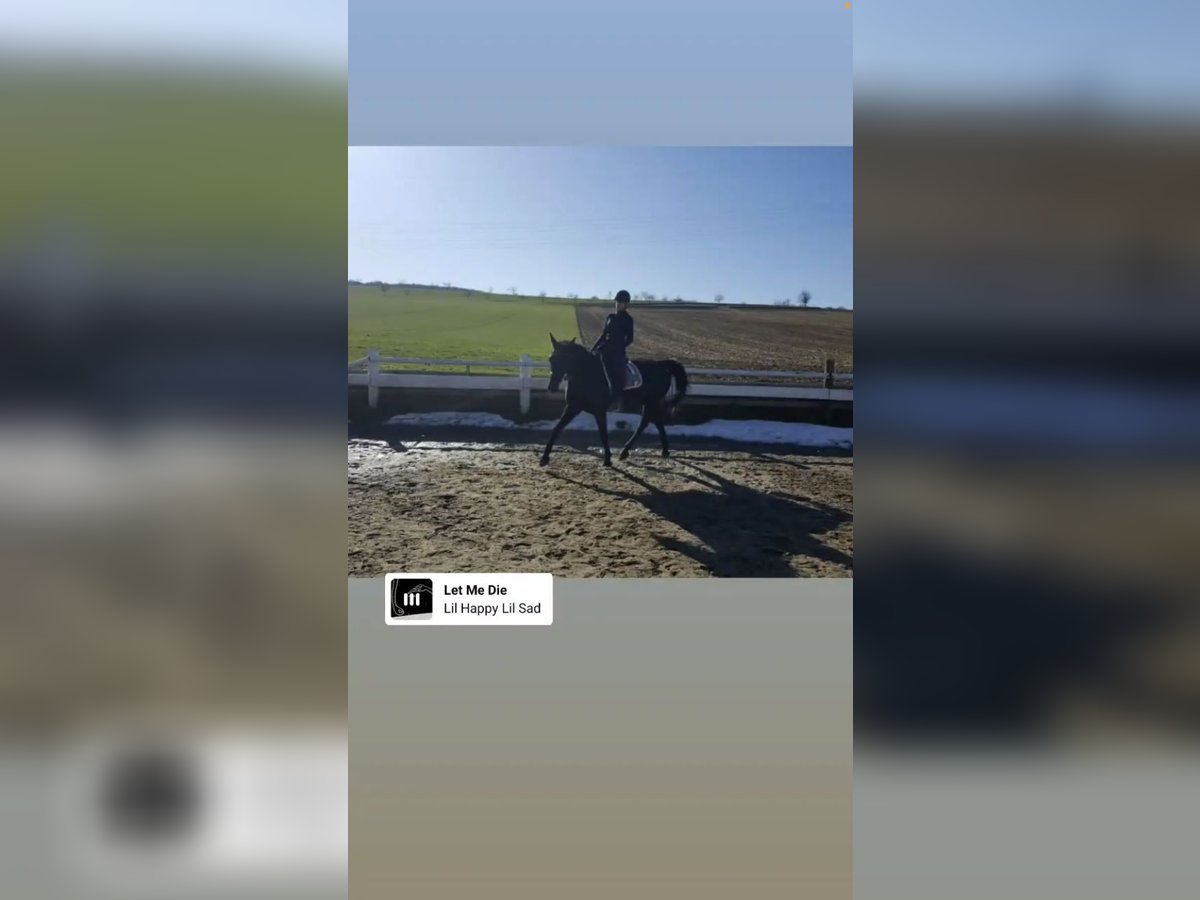 Reiterin sucht Reitbeteiligung 