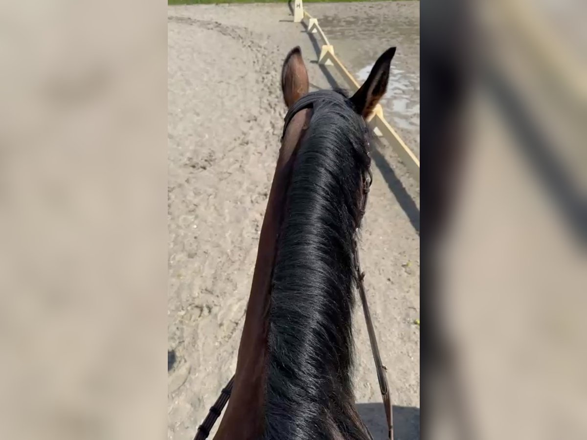 Reiterin sucht Reitbeteiligung Reiterin sucht Reitbeteiligung