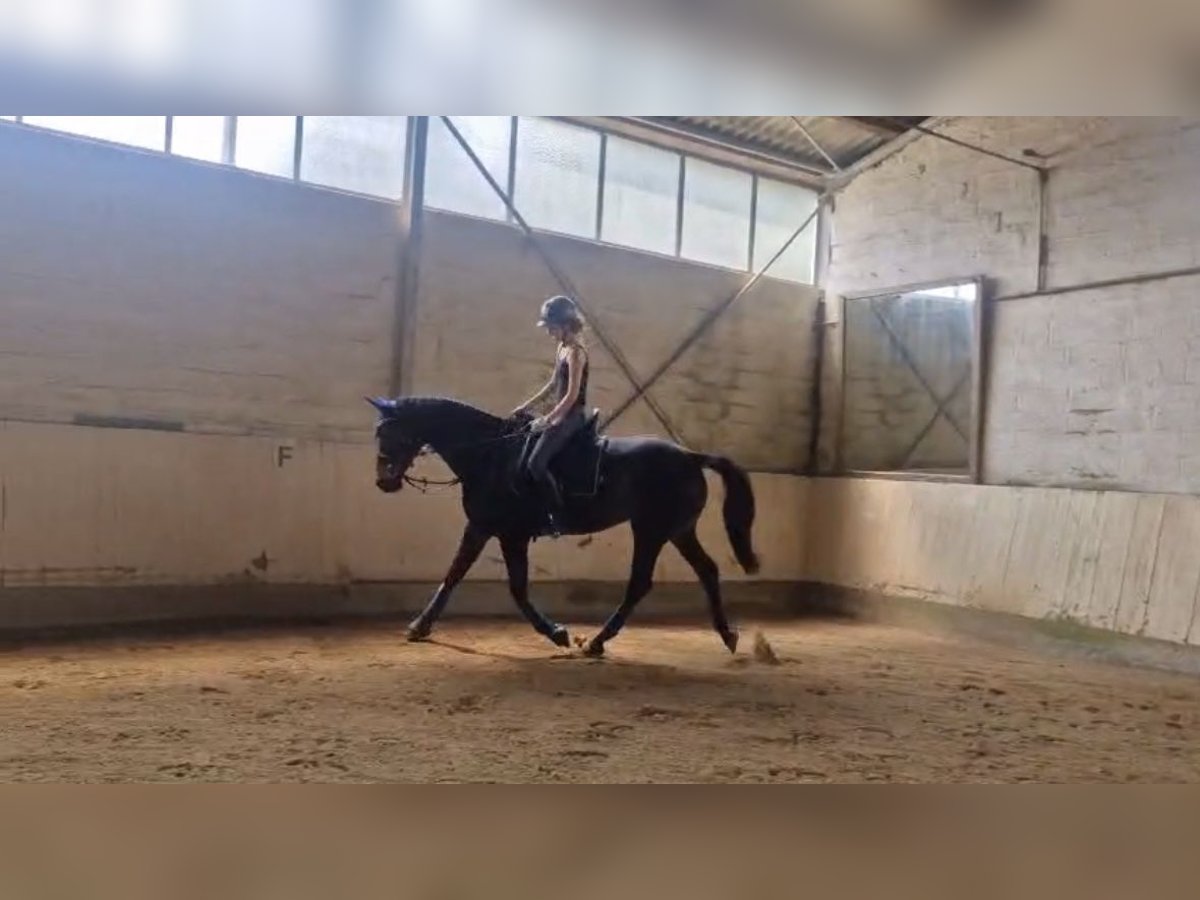 Reiterin sucht Reitbeteiligung/Pferd zur Verfügung  Reiterin sucht Reitbeteiligung/Pferd zur Verfügung