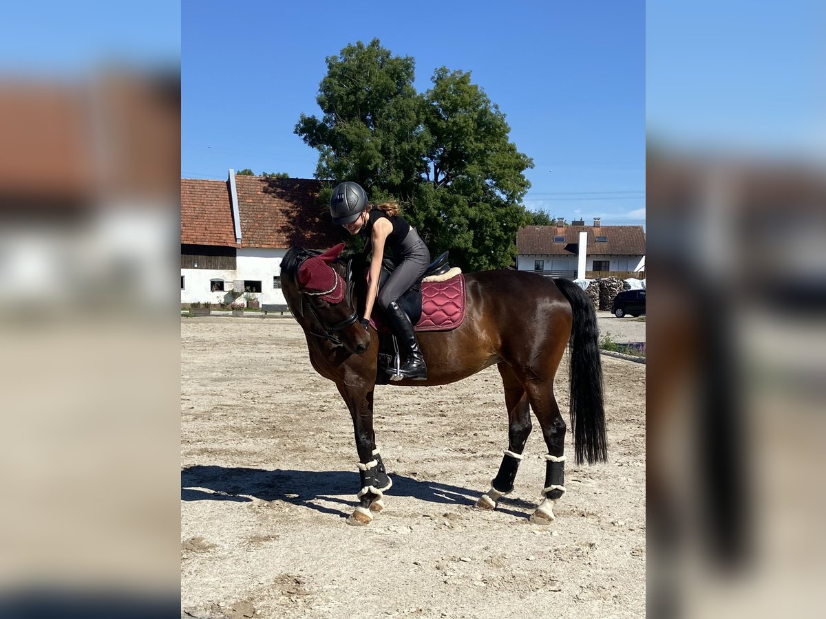 Reiterin sucht Traum-Reitbeteiligung 