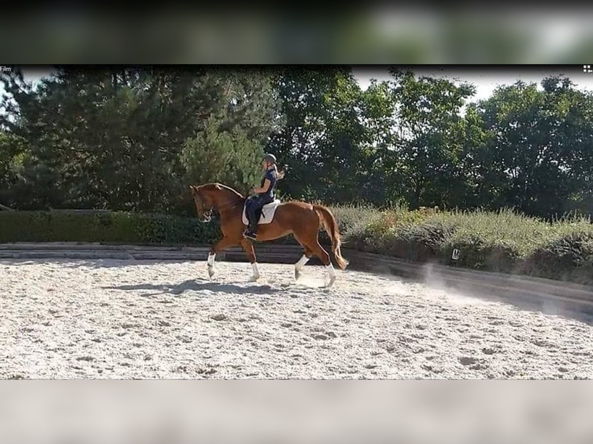 Reitmöglichkeit auf Dressurpferd gesucht