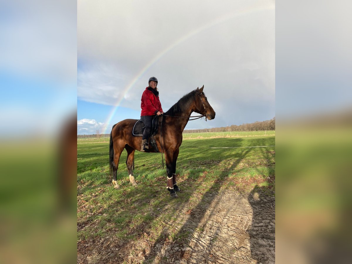 Reitpartnerschaft gesucht Reitpartnerschaft gesucht