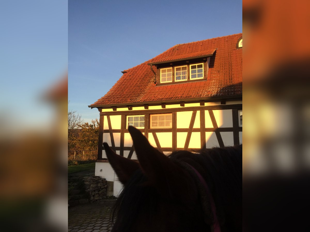 Reitunterricht / Reitbeteiligung / Pflegebeteiligung
