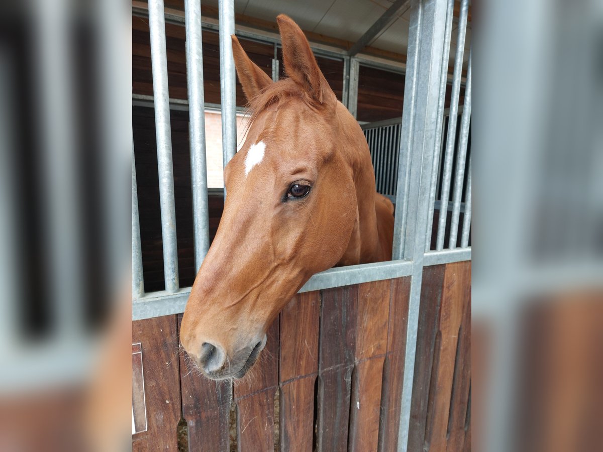 Renano Caballo castrado 11 años 169 cm Alazán in Hambergen