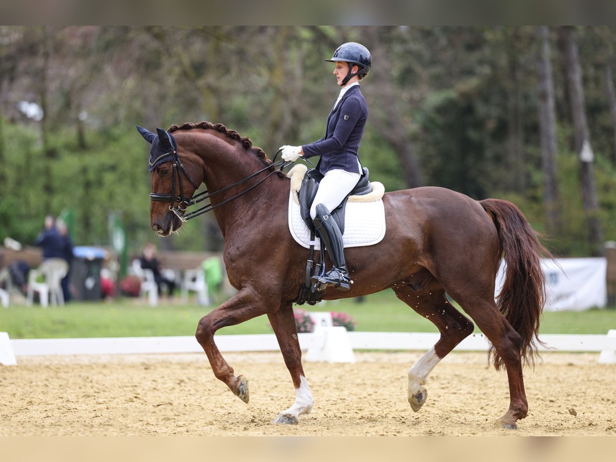 Renano Caballo castrado 11 años 175 cm Alazán-tostado in Marl