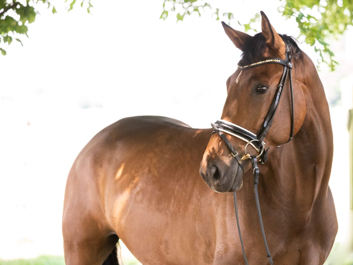 Renano Caballo castrado 11 años 180 cm Castaño in Neuss