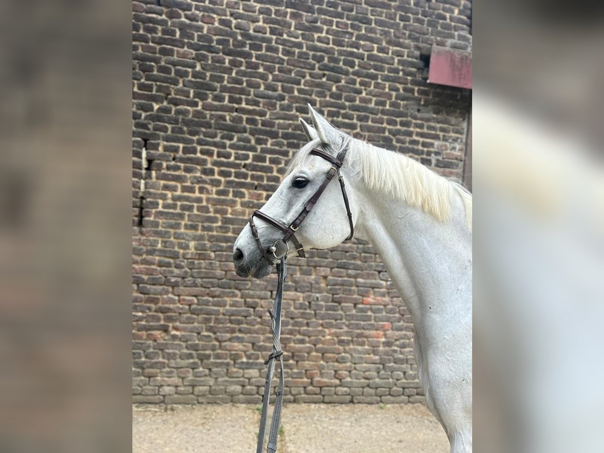 Renano Caballo castrado 12 años 170 cm Tordo in Düsseldorf