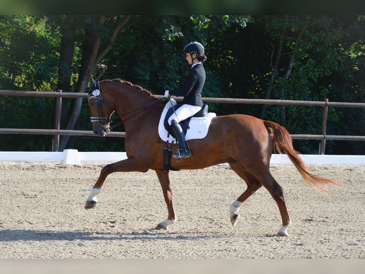 Renano Caballo castrado 12 años 171 cm Alazán in S&#xF6;lden