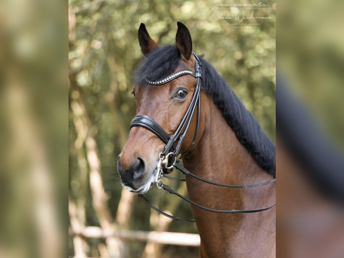 Renano Caballo castrado 12 años 174 cm Castaño in Krefeld