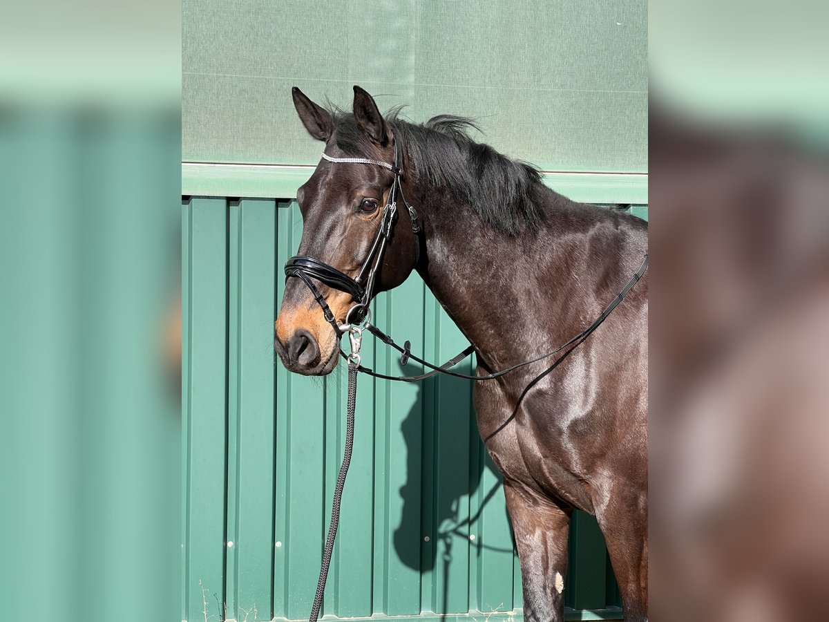 Renano Caballo castrado 12 años 178 cm Castaño oscuro in Goch