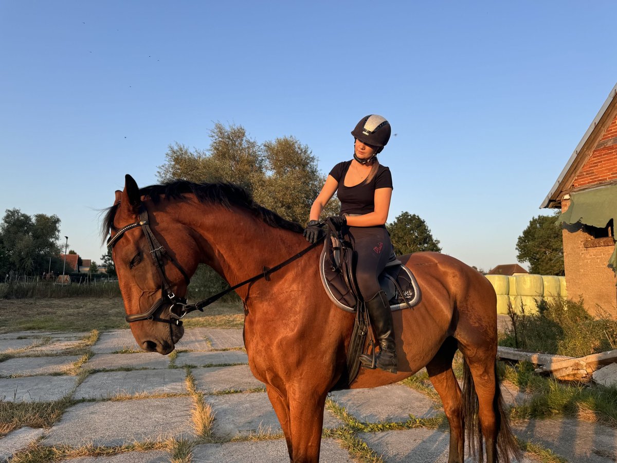 Renano Caballo castrado 12 años 185 cm Castaño in Lühmannsdorf