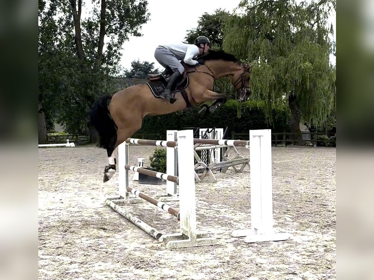 Renano Caballo castrado 13 años 166 cm Bayo in Zandhoven