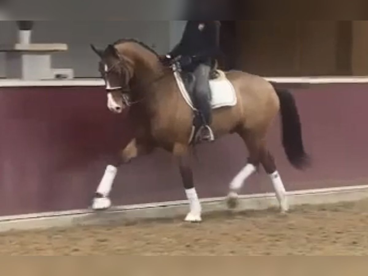 Renano Caballo castrado 13 años 166 cm Castaño in GuxhagenGuxhagen