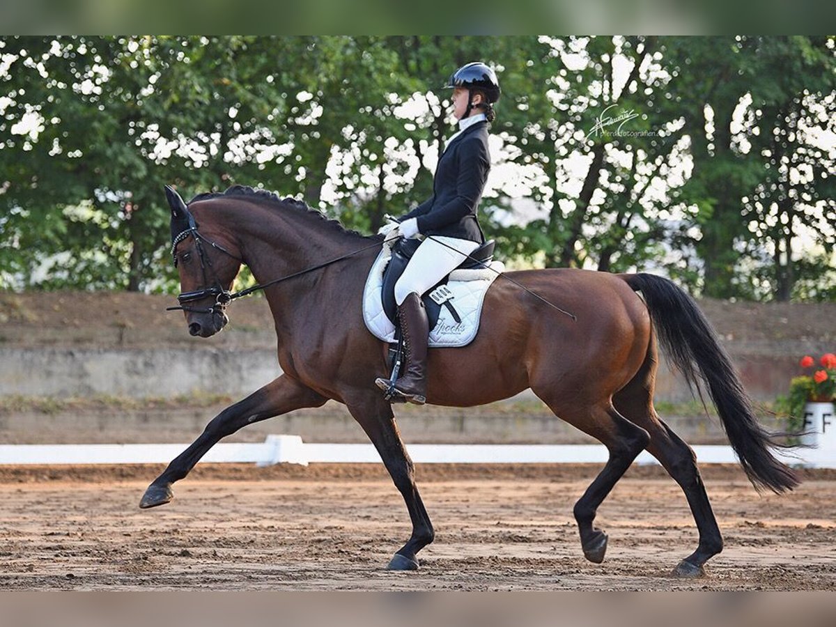 Renano Caballo castrado 13 años 178 cm Castaño in Geisenheim