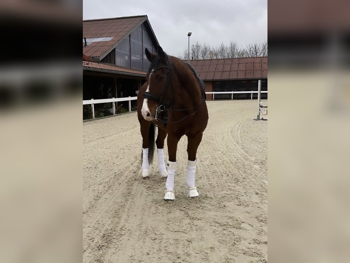 Renano Caballo castrado 14 años 166 cm Castaño in GuxhagenGuxhagen