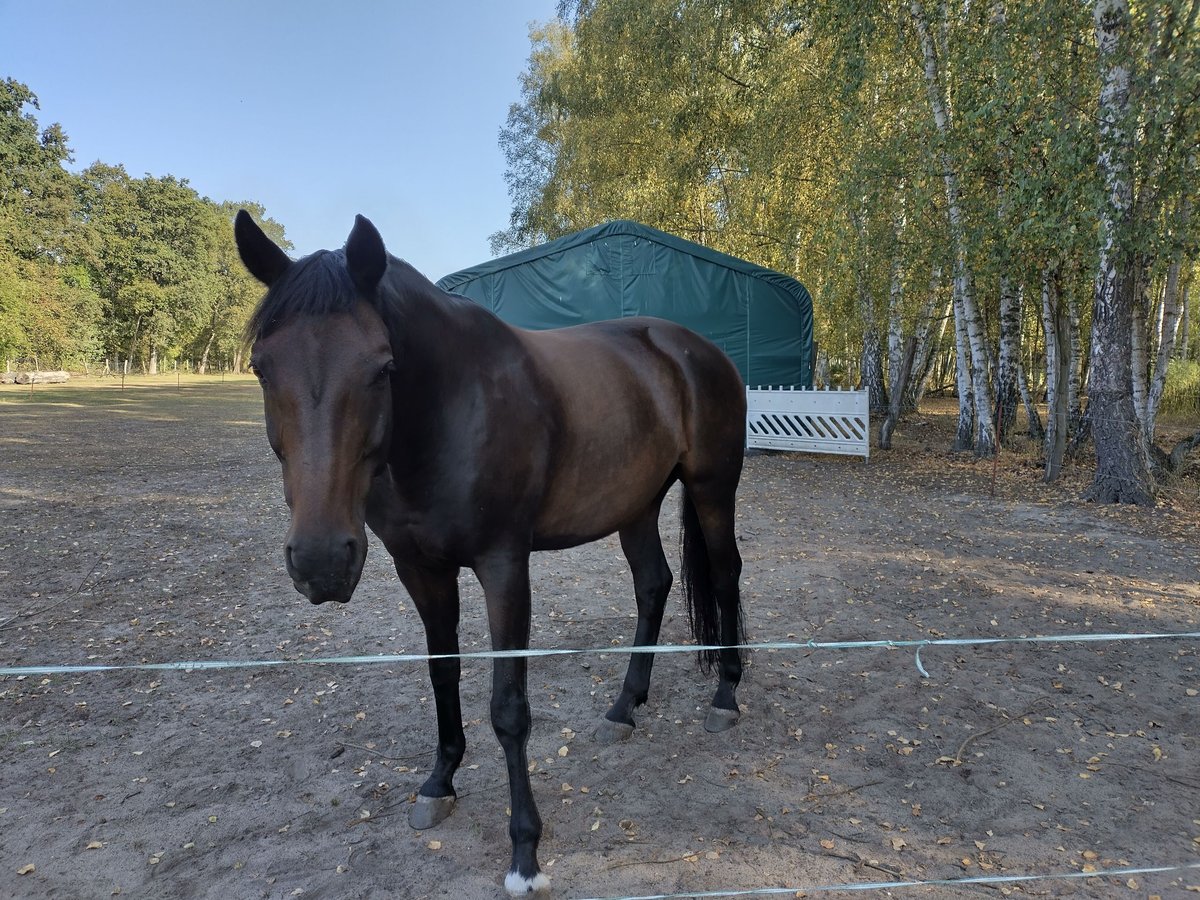 Renano Caballo castrado 15 años 172 cm Castaño in Genthin