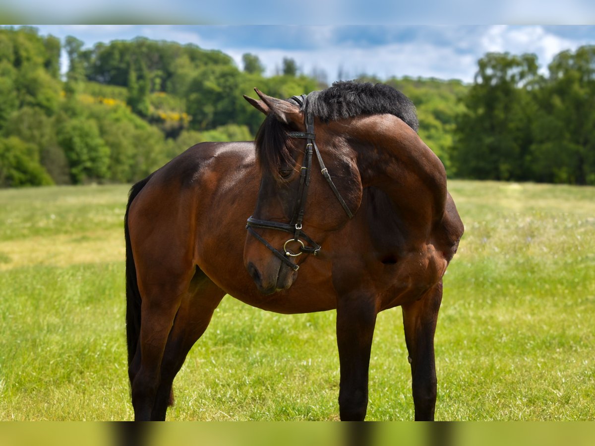 Renano Caballo castrado 15 años 174 cm Castaño in Wipperf&#xFC;rth