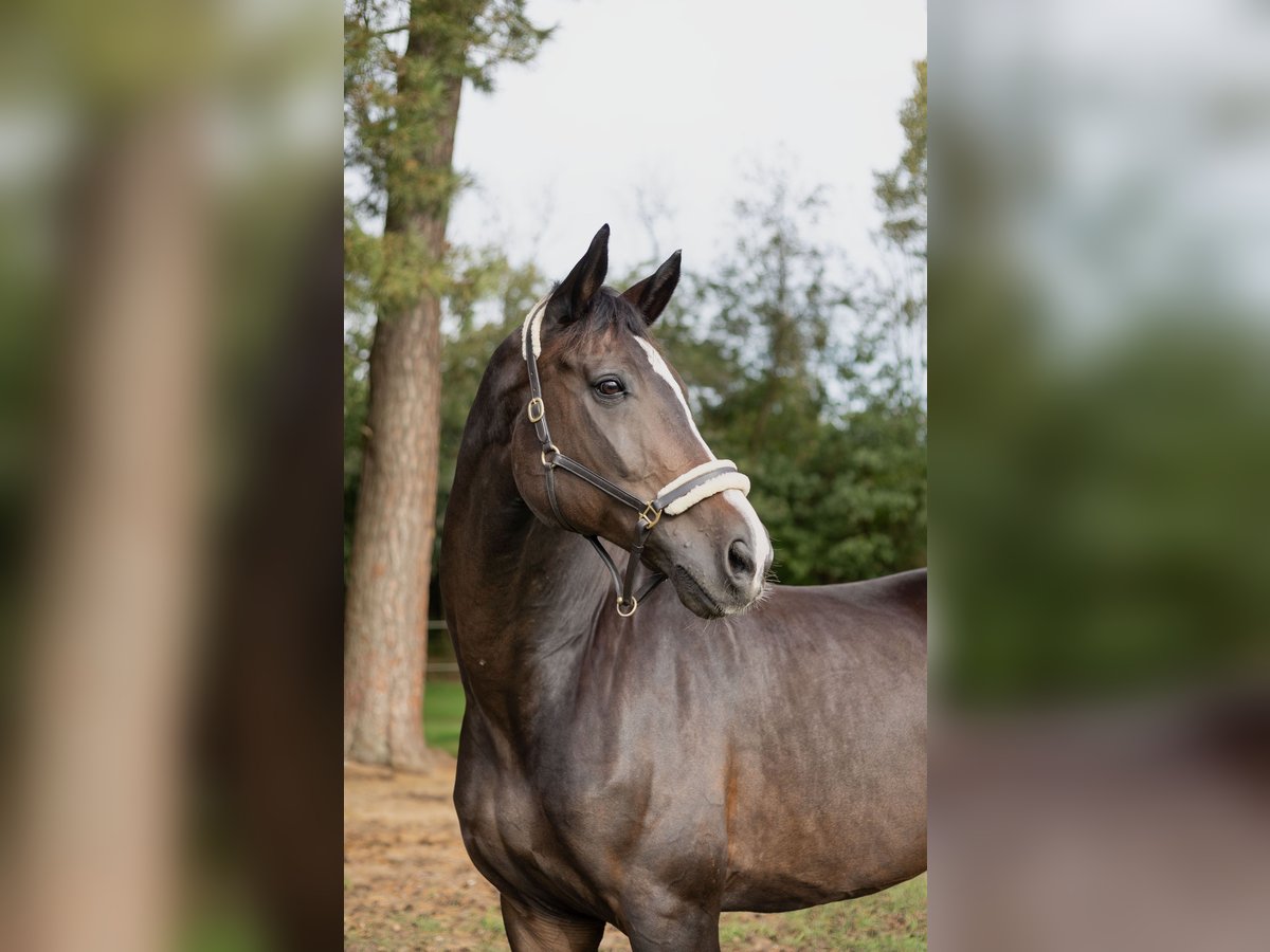 Renano Caballo castrado 15 años 178 cm Castaño oscuro in Wietmarschen