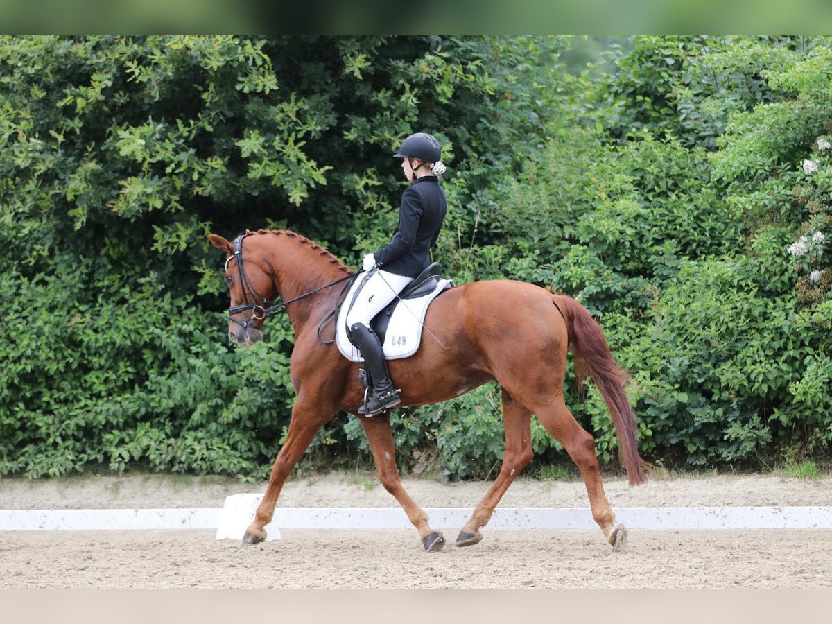 Renano Caballo castrado 17 años 174 cm Alazán in Bad Sachsa