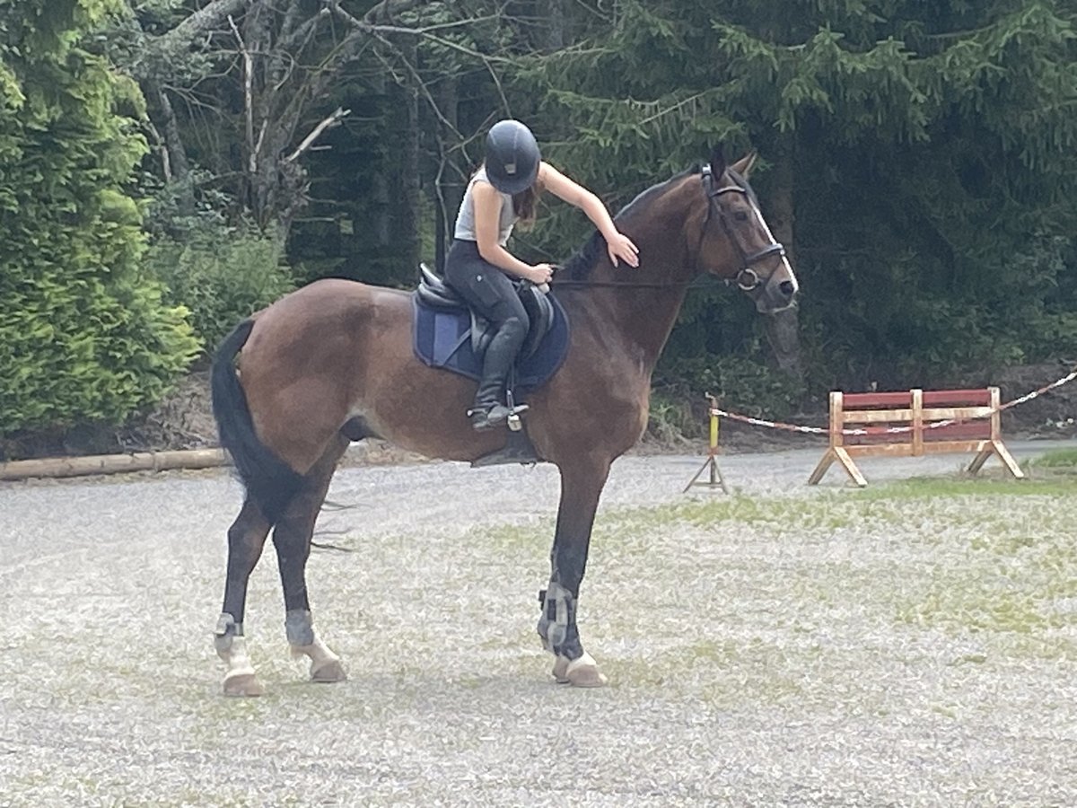 Renano Caballo castrado 17 años 174 cm Castaño in Niedereschach